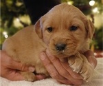 Small Photo #2 Golden Retriever Puppy For Sale in MOUNT SOLON, VA, USA