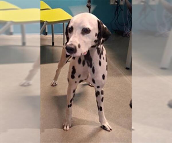 Medium Photo #1 Dalmatian Puppy For Sale in Houston, TX, USA