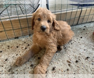 Goldendoodle Puppy for sale in CYPRESS, TX, USA