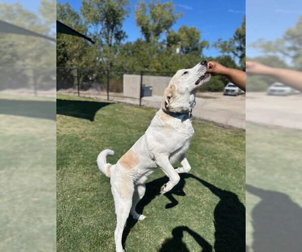 Medium Photo #1 Anatolian Shepherd-Unknown Mix Puppy For Sale in Temple, TX, USA