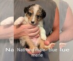 Small #19 Australian Shepherd