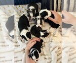 Small Photo #17 Boston Terrier Puppy For Sale in CARMICHAEL, CA, USA