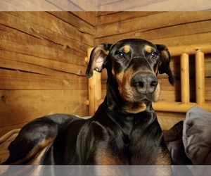 Mother of the Doberman Pinscher puppies born on 10/04/2025