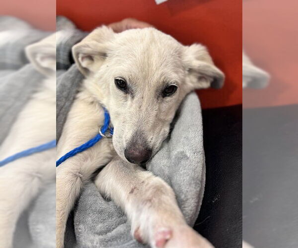 Medium Photo #1 Anatolian Shepherd Puppy For Sale in Louisville, KY, USA