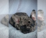 Small Photo #10 French Bulldog Puppy For Sale in PICKERINGTON, OH, USA