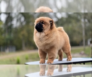 Chow Chow Puppy for sale in AUGUSTA, MI, USA