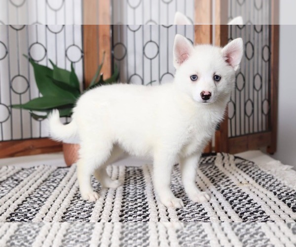 Medium Photo #2 Pomsky Puppy For Sale in NAPLES, FL, USA
