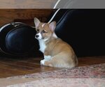 Small Photo #13 Pembroke Welsh Corgi Puppy For Sale in FAIR GROVE, MO, USA