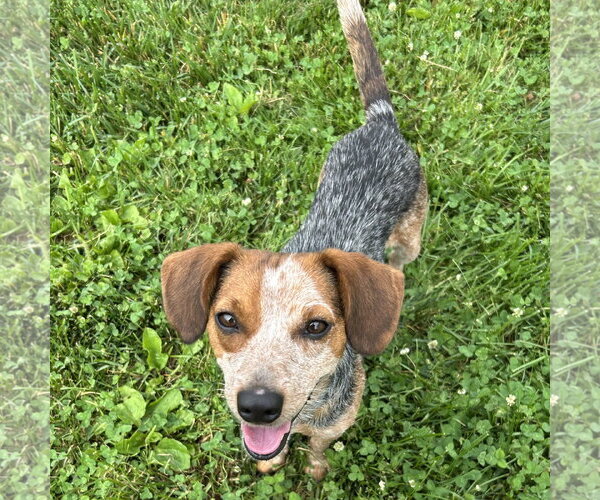 Medium Photo #3 Jack-A-Bee Puppy For Sale in Batavia, OH, USA