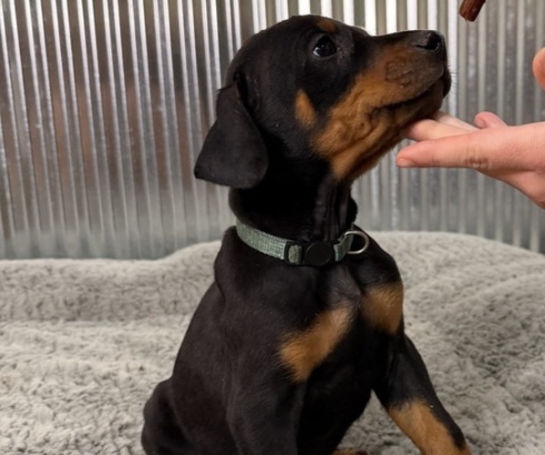 Medium Photo #2 Doberman Pinscher Puppy For Sale in PERU, KS, USA