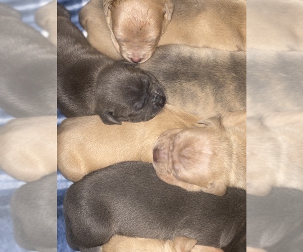 Medium Photo #1 American Bully Puppy For Sale in TROY, NY, USA