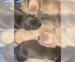 Small Photo #1 American Bully Puppy For Sale in TROY, NY, USA
