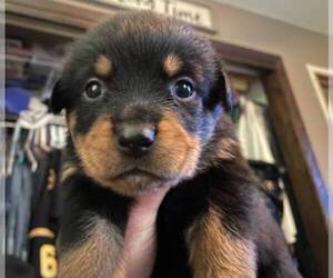 Rottweiler Puppy for sale in LOS ANGELES, CA, USA