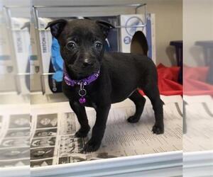 Labrador Retriever-Unknown Mix Dogs for adoption in San Antonio, TX, USA