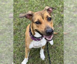 Black Mouth Cur Dogs for adoption in Fort Lauderdale, FL, USA
