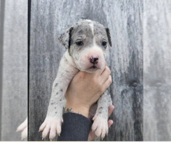 Medium Photo #2 American Pit Bull Terrier-Catahoula Leopard Dog Mix Puppy For Sale in Frankenmuth, MI, USA