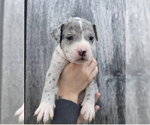 Small #1 American Pit Bull Terrier-Catahoula Leopard Dog Mix
