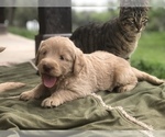 Small Photo #11 Labradoodle Puppy For Sale in FLORENCE, TX, USA