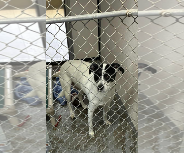 Medium Photo #2 Border Collie-Unknown Mix Puppy For Sale in Aurora, IN, USA