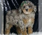 Small #3 Poodle (Toy)