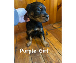Puppy Purple Girl Gordon Setter