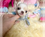 Small #5 Chihuahua