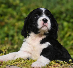 English Springer Spaniel Puppy for sale in RENICK, WV, USA