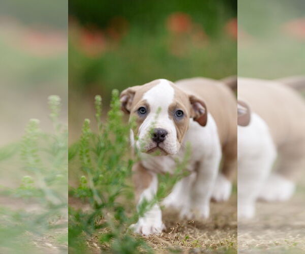 Medium Photo #2 Mutt Puppy For Sale in Garner, NC, USA