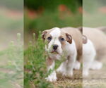 Small #1 Mutt