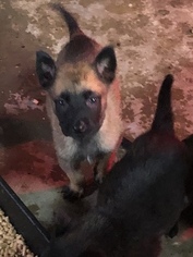 Belgian Malinois-Dutch Shepherd Dog Mix Puppy for sale in BRIGHTON, TN, USA