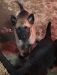 Small Photo #1 Belgian Malinois-Dutch Shepherd Dog Mix Puppy For Sale in BRIGHTON, TN, USA