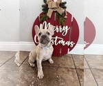 Puppy Puppy 5 French Bulldog