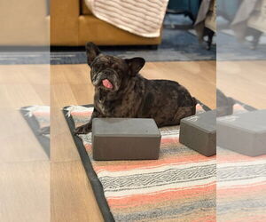 Cookie Crisp - Adopt Me! - Female French Bulldog-Unknown Mix Dog for Adoption - Photo #7