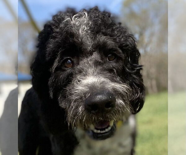 Medium Photo #1 Aussiedoodle Puppy For Sale in Pacolet, SC, USA