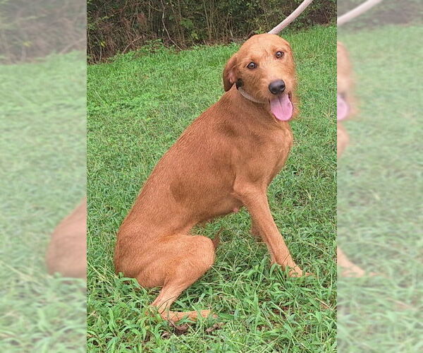 Medium Photo #3 Labrador Retriever-Unknown Mix Puppy For Sale in Wetumpka, AL, USA