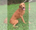 Small #2 Labrador Retriever Mix