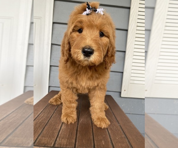 Medium Photo #9 Goldendoodle-Poodle (Standard) Mix Puppy For Sale in RICHMOND, IL, USA