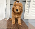 Small Photo #9 Goldendoodle-Poodle (Standard) Mix Puppy For Sale in RICHMOND, IL, USA