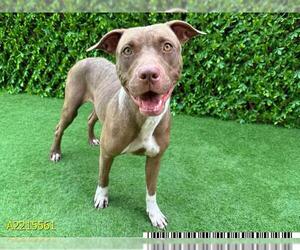 American Pit Bull Terrier Dogs for adoption in West Palm Beach, FL, USA