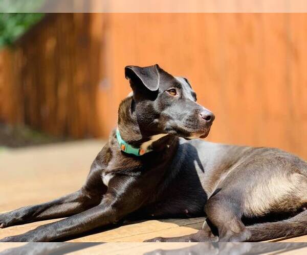 Medium Photo #10 Mutt Puppy For Sale in Orange Grove, TX, USA