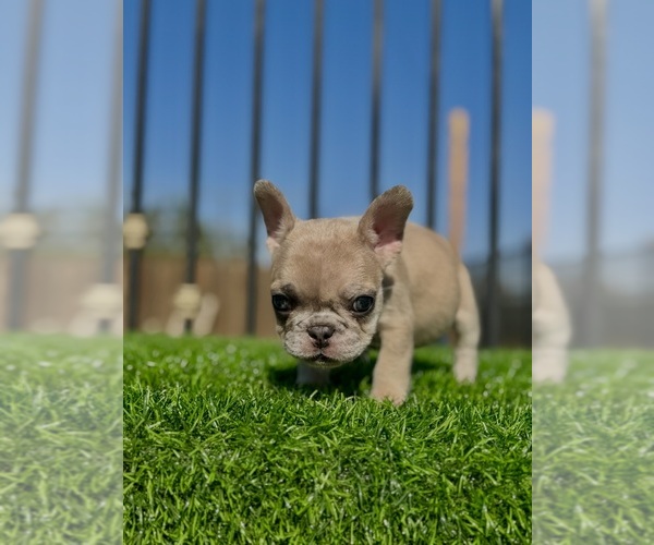 Medium Photo #11 French Bulldog Puppy For Sale in BEVERLY HILLS, CA, USA
