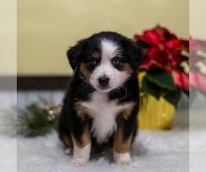 Miniature Australian Shepherd Puppy for sale in REBERSBURG, PA, USA