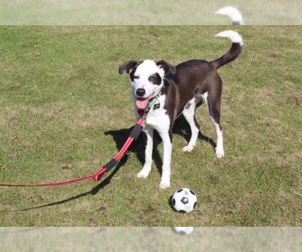 Medium Photo #7 Borador Puppy For Sale in The Woodlands, TX, USA
