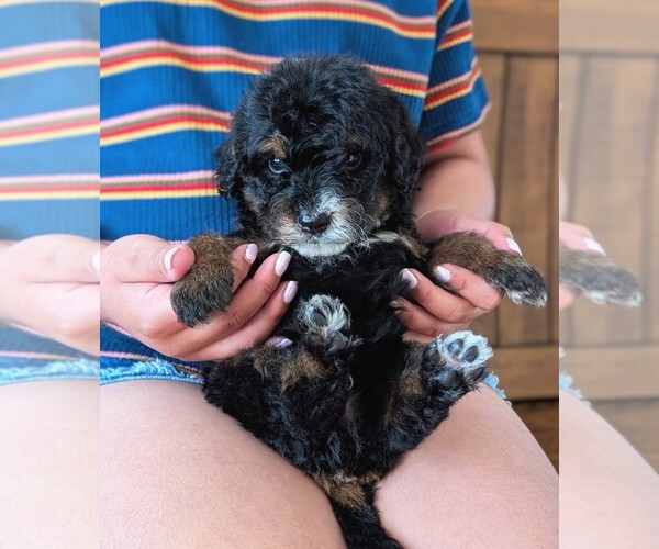Medium Photo #3 Bernedoodle (Miniature) Puppy For Sale in DAVIS, CA, USA