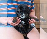 Small #2 Bernedoodle (Miniature)
