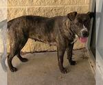 Small #6 American Pit Bull Terrier-Plott Hound Mix