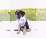 Small #5 Chiweenie