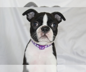 Boston Terrier Puppy for Sale in BROOKSVILLE, Florida USA