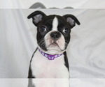 Small Boston Terrier