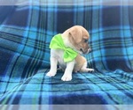 Small #5 Jack Russell Terrier